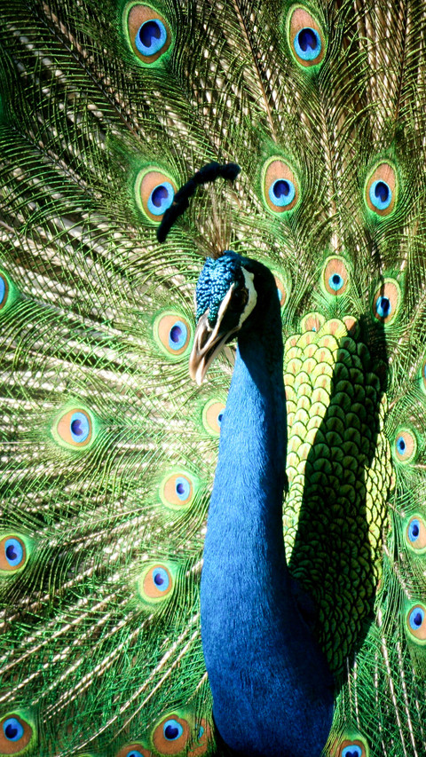 peacock_0006_peacock_0008_图层 7 screenshot