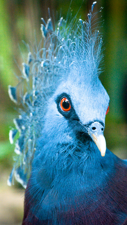 peacock_0001_peacock_0013_图层 2 screenshot