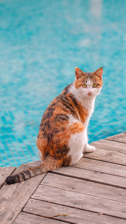 The little cat by the swimming pool screenshot