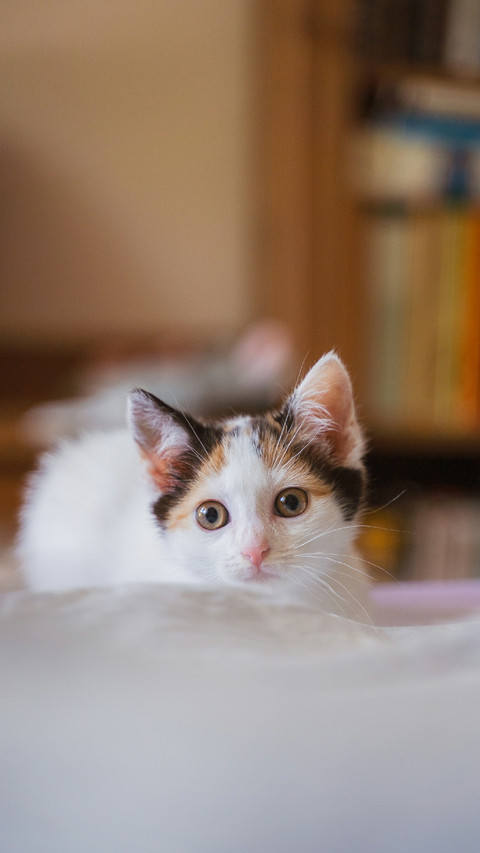 A Cute Cat Lying on The Bed screenshot