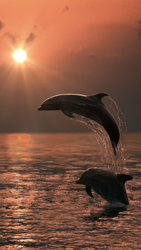 The tide rises and the whale falls-01 screenshot