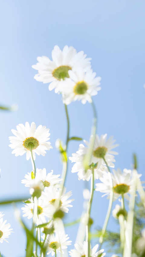 DaisyBud screenshot