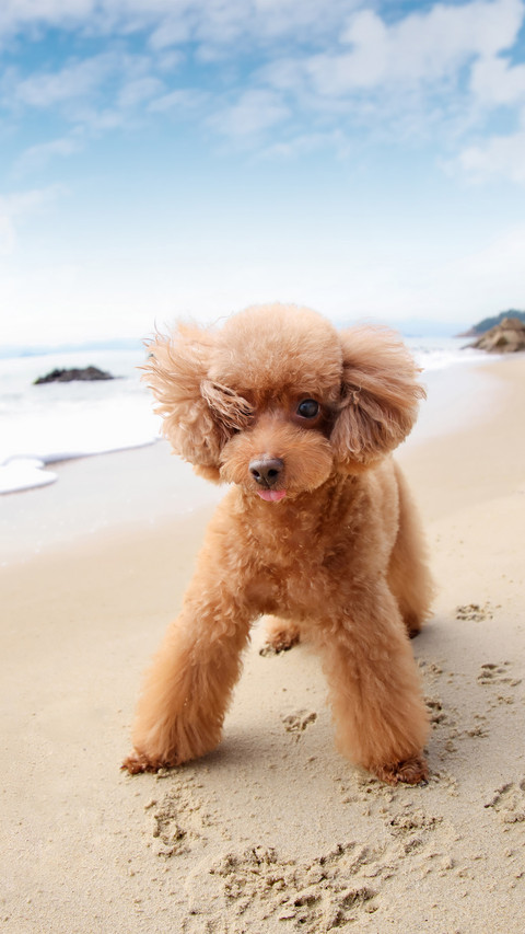 A poodle occupying territory screenshot