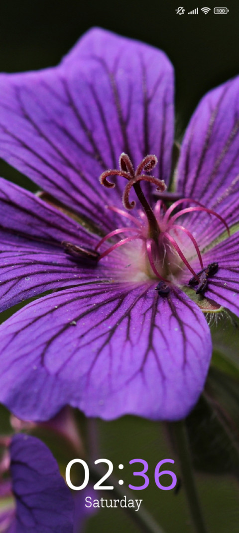 Mystic Bloom screenshot