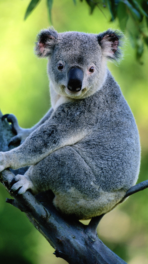 Koala australia screenshot