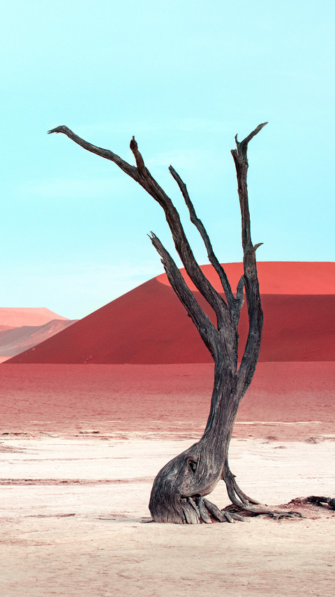 Dead trees in the desert screenshot