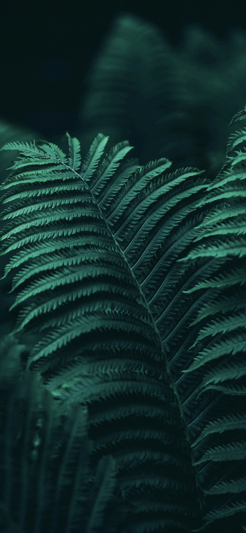 节气：谷雨 screenshot