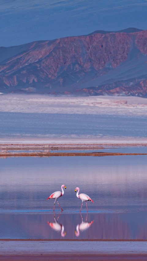 James's flamingo or Puna flamingo screenshot