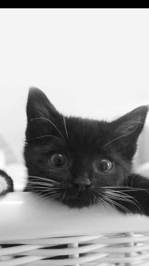 猫咪 screenshot