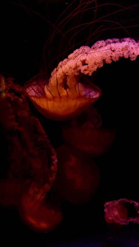 Marine Life (1) screenshot