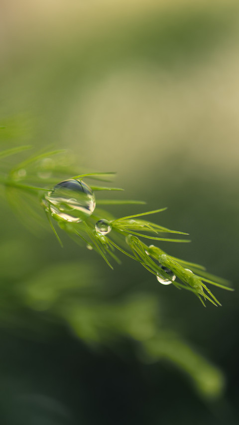 Morning Dew Drops on a Plant Branch screenshot