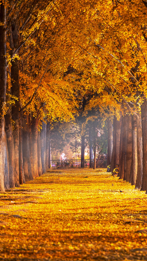 The ginkgo trees at the diaoyutai state guesthouse in screenshot