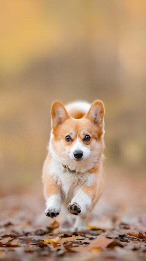 错误的养狗方式 screenshot