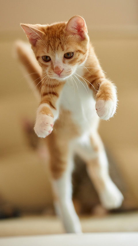 飞翔的猫-视觉中国 screenshot