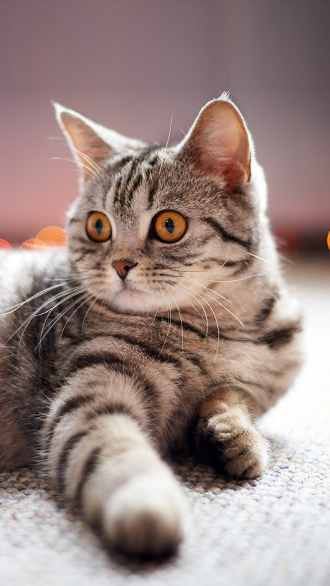 The safety of cats 6 screenshot