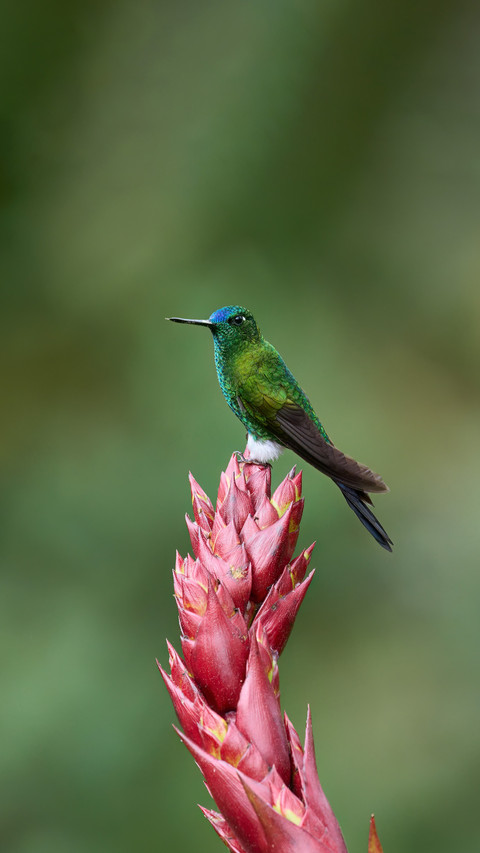 The little hummingbird has an extraordinary mind screenshot