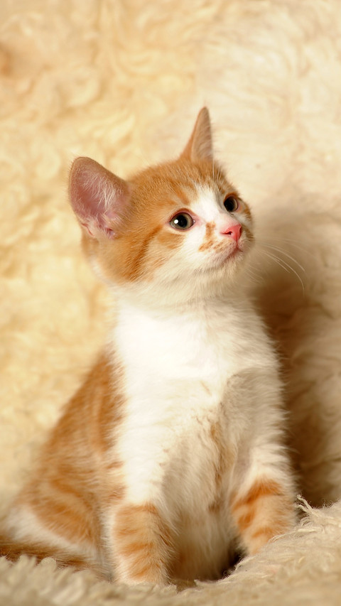 Cat screenshot