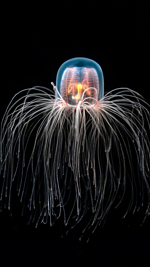 Turritopsis dohrnii on a black background screenshot