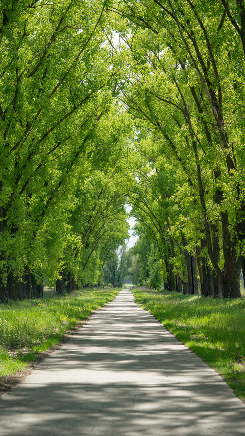 Green forest trails screenshot
