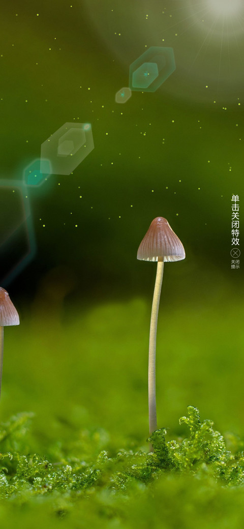 绿萌 screenshot