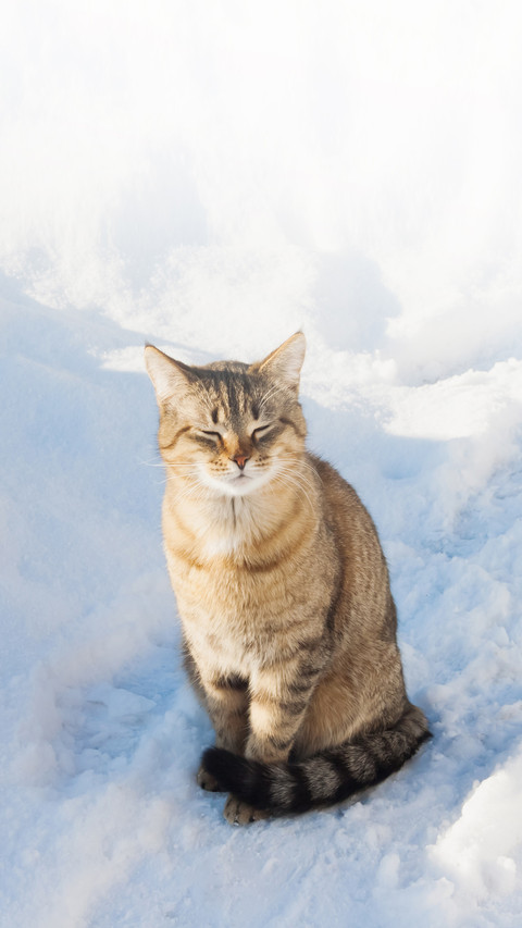 One striped cat on a outdoors on a snowy background screenshot