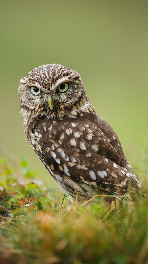 Disappearing spotted owl 30 screenshot