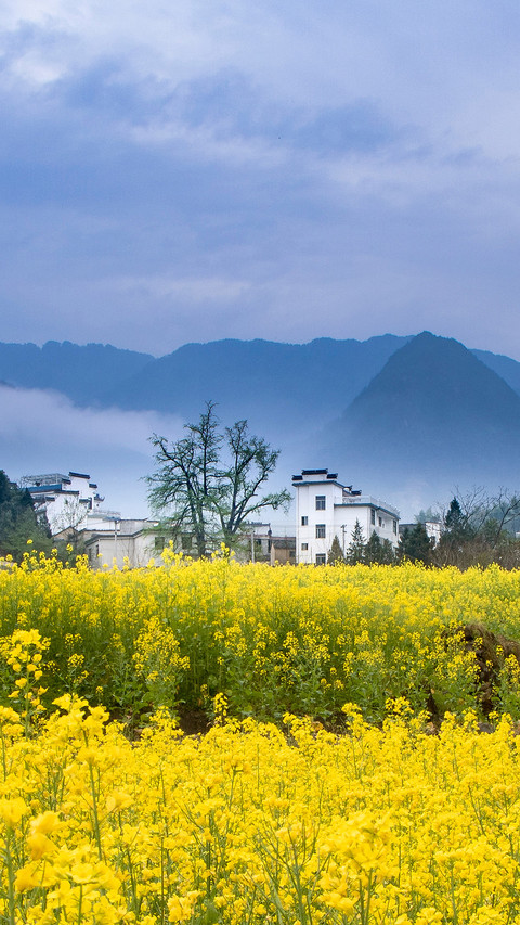 The most beautiful rape flower field in China 4 screenshot