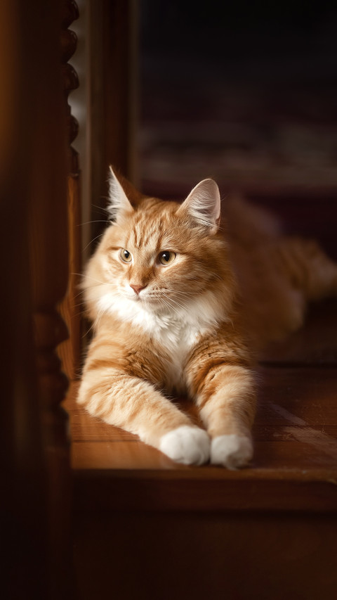 A photo of a beautiful red-haired domestic cat screenshot