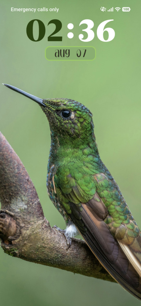 Hummingbird screenshot