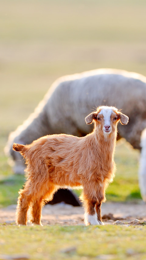 A little baby goat on field in spring screenshot