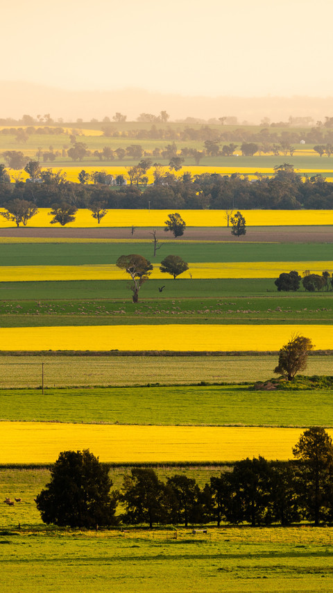 Green and yellow interwoven landscape scenery screenshot