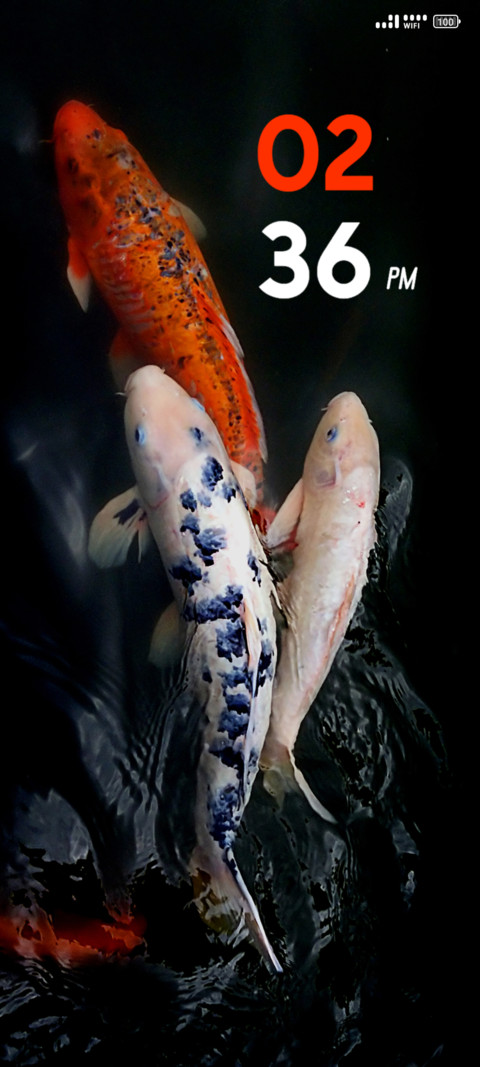 Colorful Fish screenshot