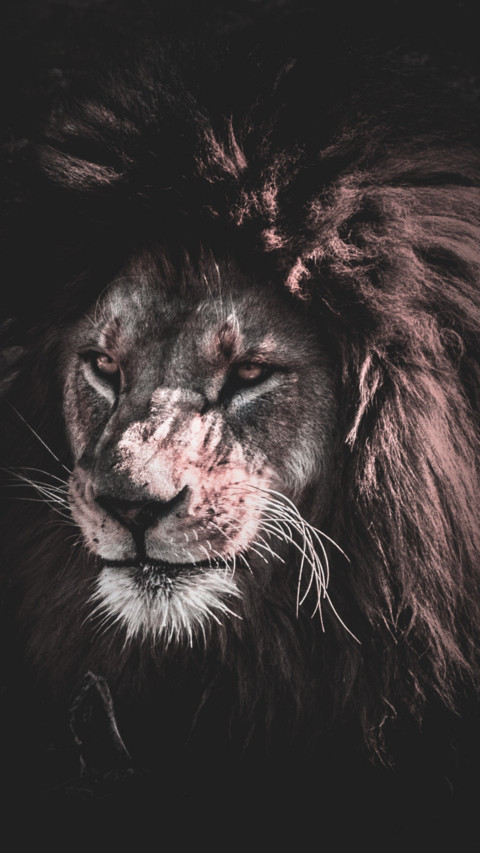 King Of Jungle screenshot