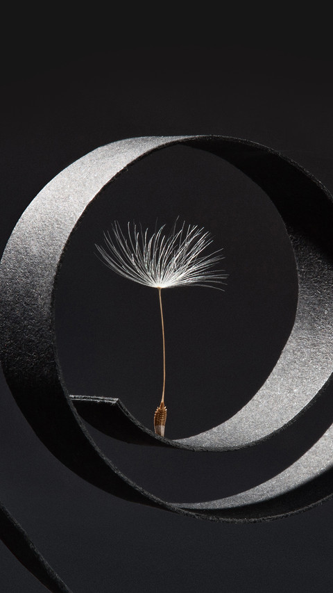 Dandelion Seeds Photographed As a Fine Art Concept screenshot
