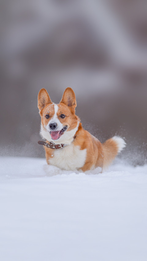 Corgi Running in the Snow screenshot