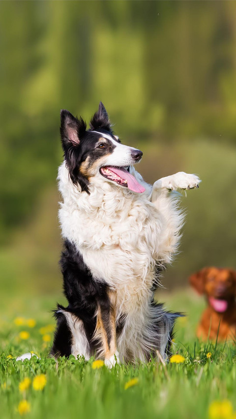 Dog69 screenshot