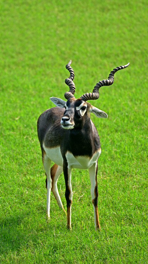 The most responsive animal 69 screenshot