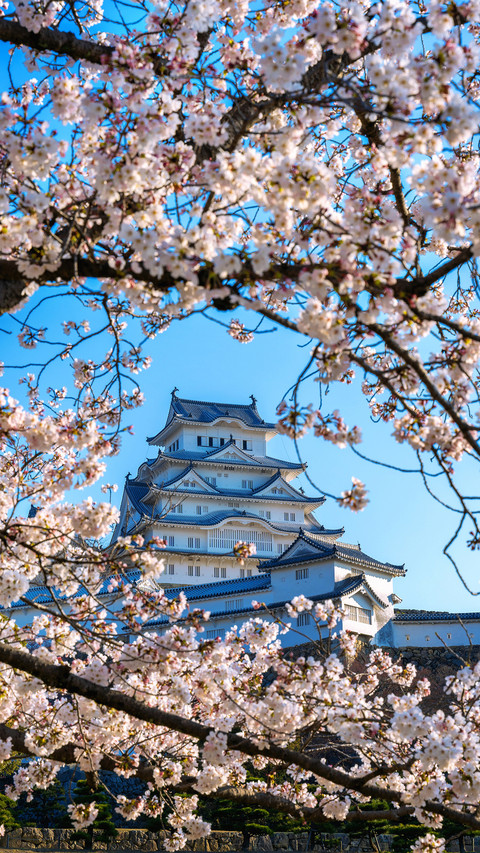 Spring cherry blossom-04 screenshot