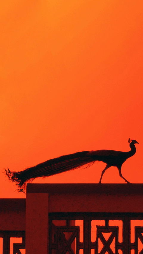 India-Peacock on Terrace screenshot