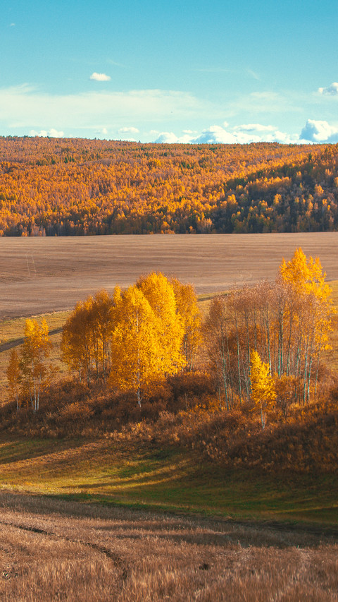 Golden forest landscape screenshot