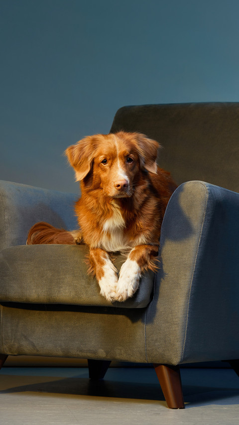 Dog on a chair. Nova Scotia duck toller retriever in studio screenshot