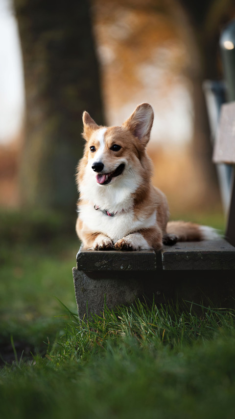 A Dog Laying on The Grass screenshot