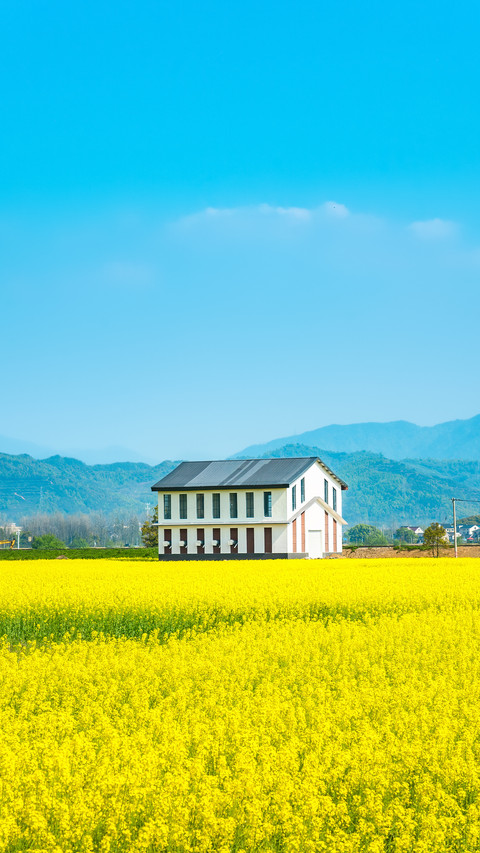 Rape Flower Field in Fuyang Rural Area of Hangzhou screenshot
