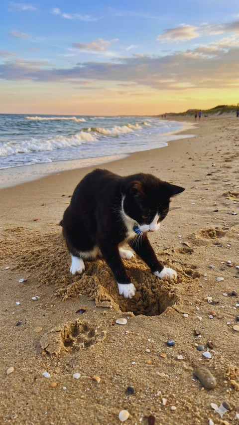 Tuxedo Cat on the Beach screenshot