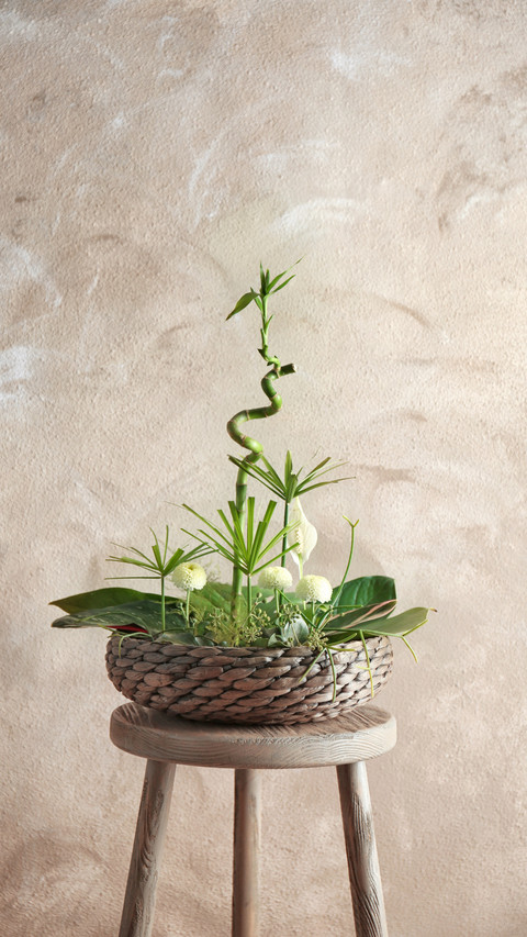 Decorative Greens, Enhancing Space with Natural Beauty screenshot