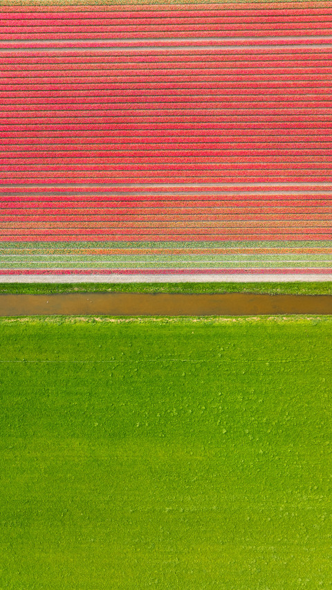 Aerial view of tulip fields in Denmark screenshot