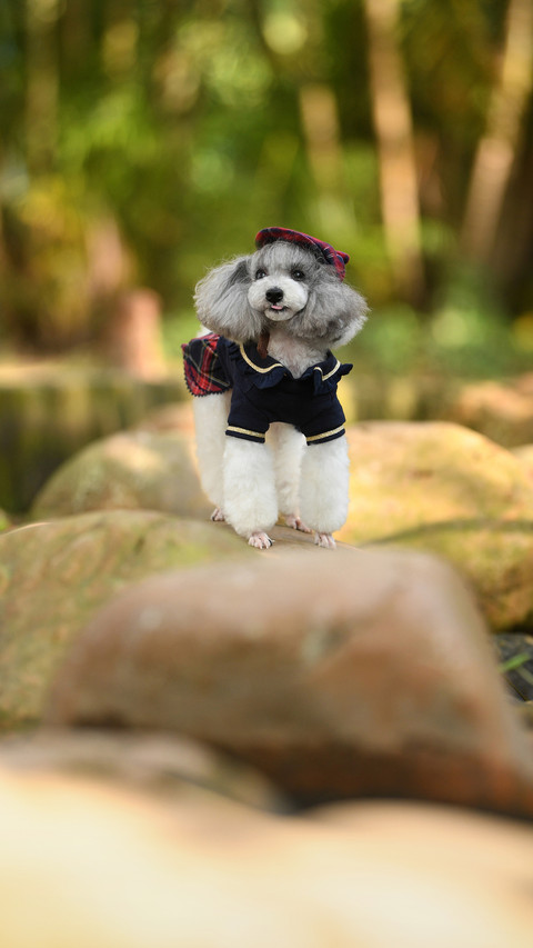Is your dog healthy screenshot