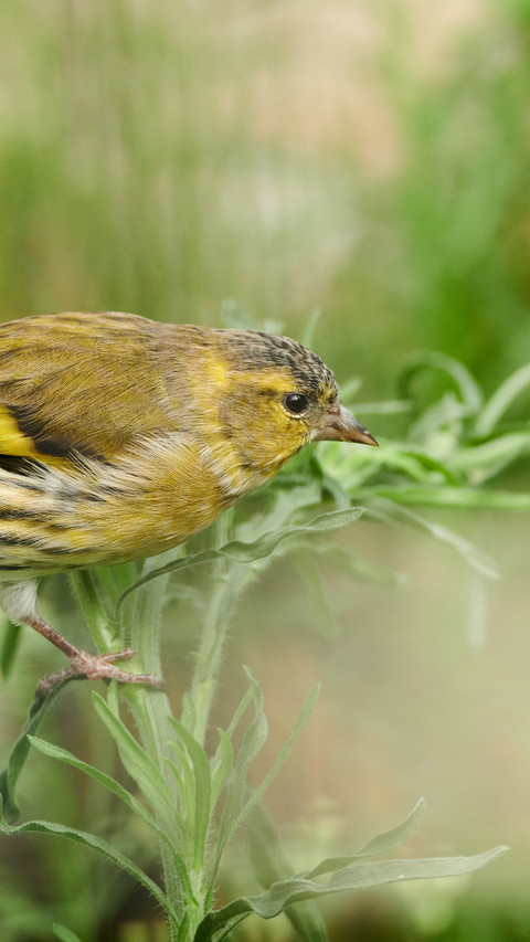 The yellow finch in the grass is gnawing on the green screenshot