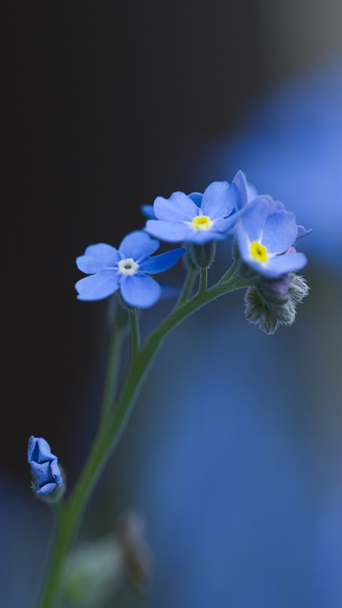 Small flowers for a cool summer 2 screenshot
