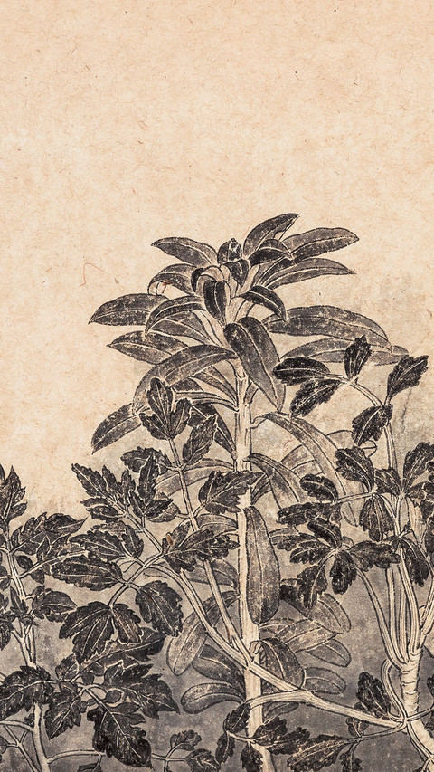 老圃的菜园子 screenshot